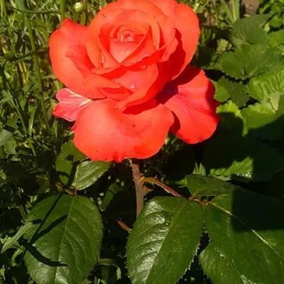 Уникальная фотография розы голд перл штейн