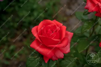 Превосходная роза голд перл штейн в высоком разрешении