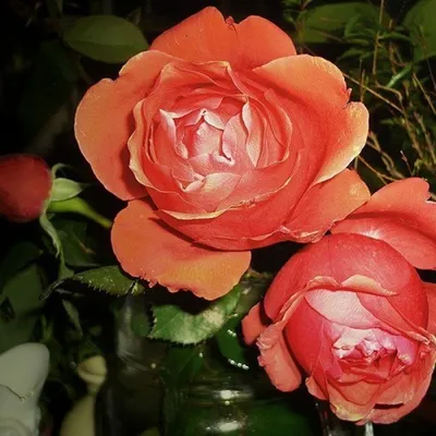 Качественное изображение розы голд перл штейн для использования в дизайне