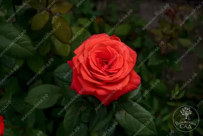 Фото розы голд перл штейн для вашего проекта в формате jpg