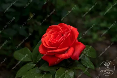 Красивая роза голд перл штейн на вашем экране
