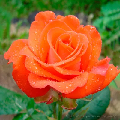 Изображение розы голд перл штейн для скачивания в png формате