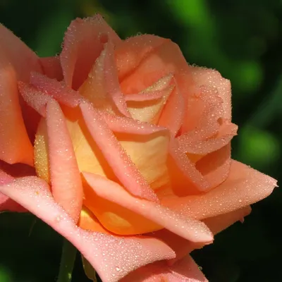 Картинка розы голд перл штейн с выбором размера