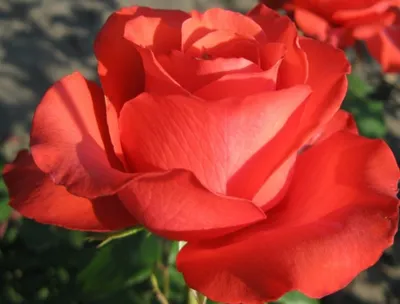 Реалистичная фотография розы голд перл штейн в формате png