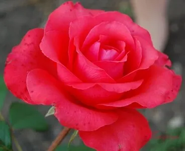 Стильная роза голд перл штейн в формате webp