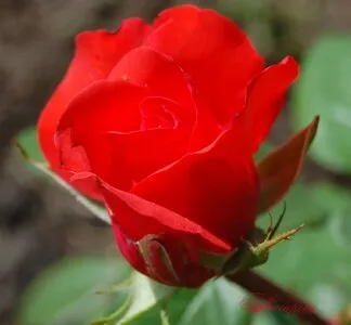 Оригинальная картинка розы голд перл штейн