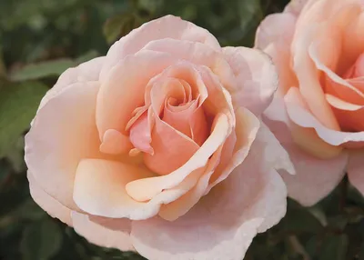 Фото розы голд перл штейн с размером по вашему желанию