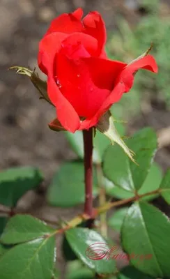 Импрессивная роза голд перл штейн в высоком разрешении
