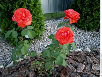 Картинка розы голд перл штейн в формате webp