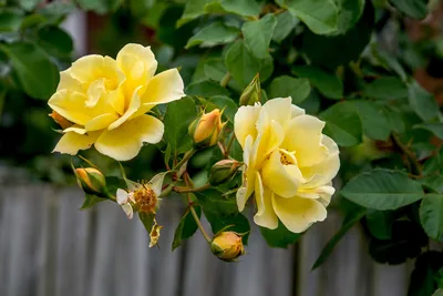 Удивительная картина розы голд перл штейн с выбором размера