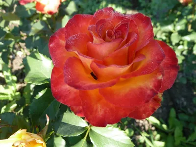 Аутентичная фотография розы голд перл штейн в формате png