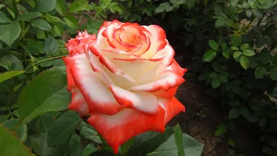Трендовая роза голд перл штейн в формате webp