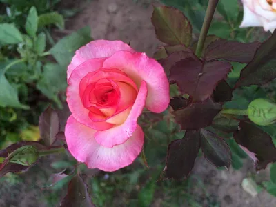 Стильная картинка розы голд перл штейн