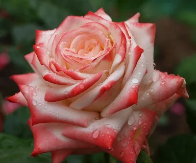 Фотография розы голд перл штейн с возможностью выбора размера