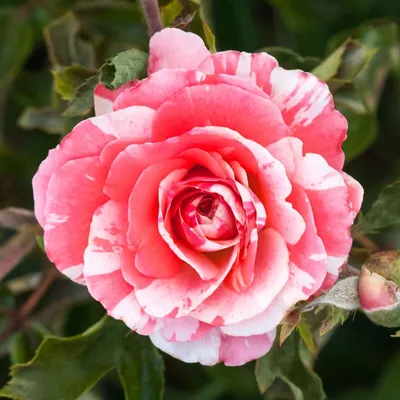 Изысканная роза голд перл штейн в высоком разрешении