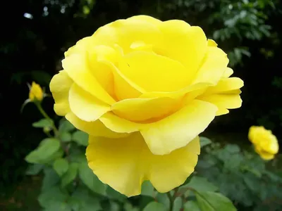 Уникальное изображение розы голд перл штейн для использования в дизайне