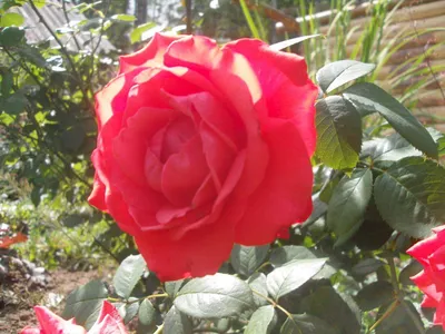 Прекрасное фото розы голд перл штейн в формате jpg