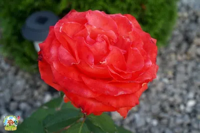 Уникальное фото розы голд перл штейн