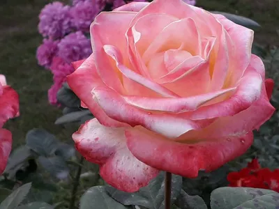 Фотка розы голд перл штейн с возможностью скачивания в png