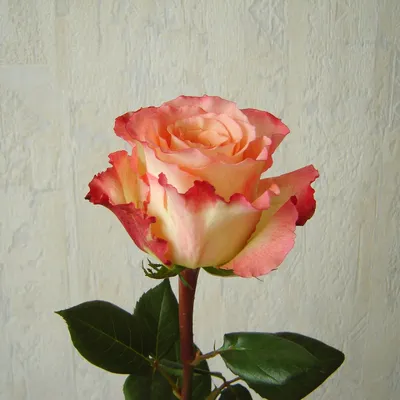 Эстетичная фотография розы голд перл штейн в формате webp