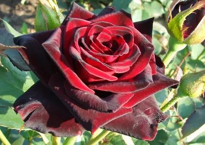 Уникальная фотография розы голд перл штейн для использования в дизайне