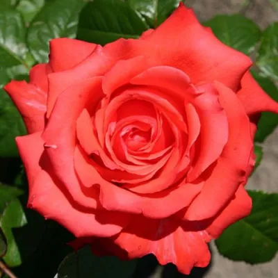 Прекрасная роза голд перл штейн в высоком разрешении