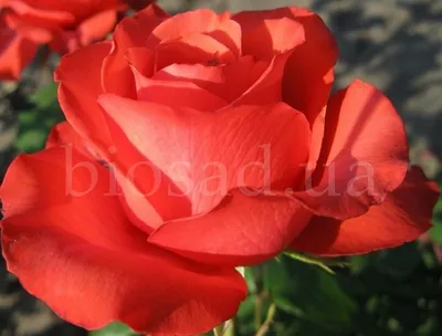 Эстетичная роза голд перл штейн в формате jpg