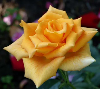 Роза голден моника в высоком разрешении jpg
