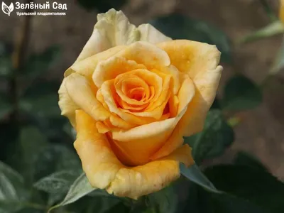 Изображение розы голден моника в формате png