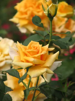 Роза голден моника: изящество и красота на фото jpg