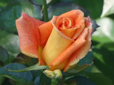 Изображение розы голден моника: магия и очарование в формате png