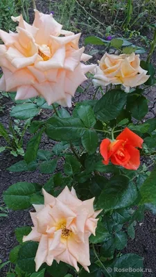 Фото розы голден моника: воплощение элегантности и роскоши в webp