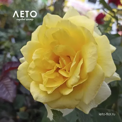 Фотография розы голден моника: преданность и страсть на jpg