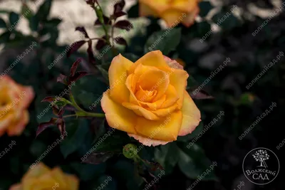 Картинка розы голден моника: великолепие и нежность в png