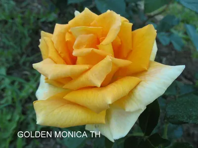 Фотка розы голден моника: золотой куст на webp