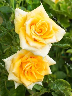 Идеальная роза голден моника на фото jpg