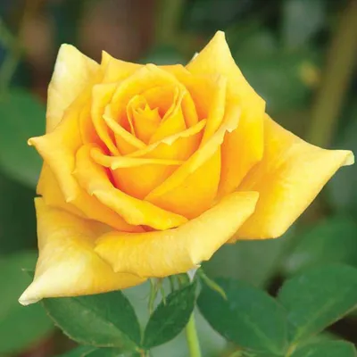 Возьми красоту с собой: изображение розы голден моника в формате png