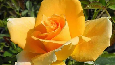 Фото розы голден моника в webp: воплощение совершенства и утонченности