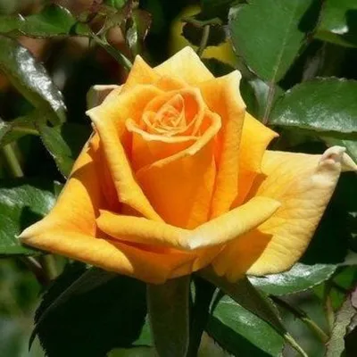 Фотография розы голден моника: волшебная аура и неповторимый шарм на jpg