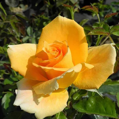 Фото розы голден моника в формате webp для быстрой загрузки