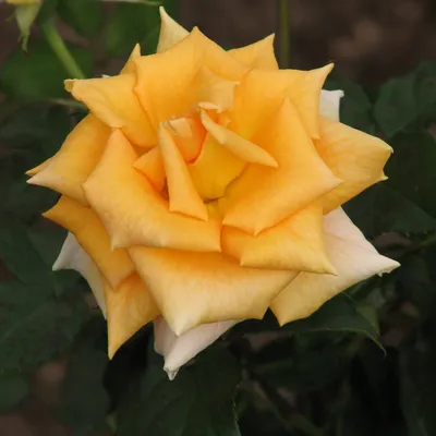 Картинка розы голден моника: воплощение гармонии и красоты в png