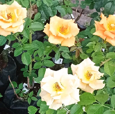 Фотка розы голден моника: нежность и стиль на webp