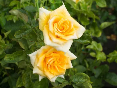 Изображение розы голден моника: элегантность и роскошь в формате png