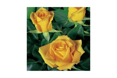 Фотография розы голден моника: великолепие и страсть на jpg