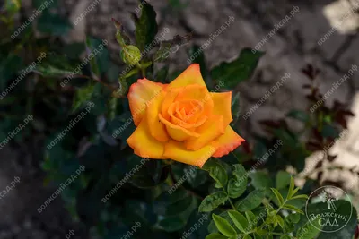 Картинка розы голден моника: шедевр среди растений в png