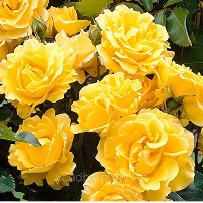 Роза голден моника на фото jpg: прекрасный подарок для любимых