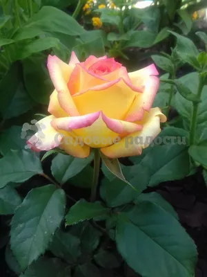 Изображение розы голден моника: символ любви и красоты в формате png