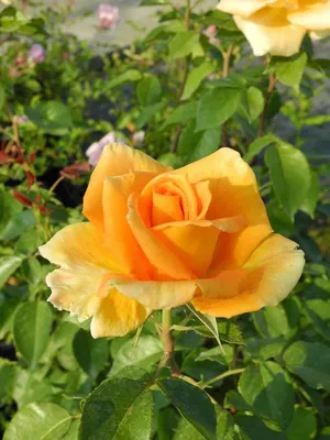 Фотография розы голден моника: вдохновение и элегантность на jpg