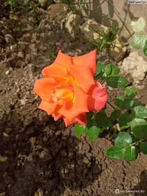 Картинка розы голден моника: интрига и загадка в png
