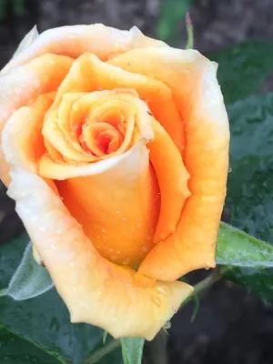 Роза голден моника на фото jpg: изысканность и красота в каждой детали
